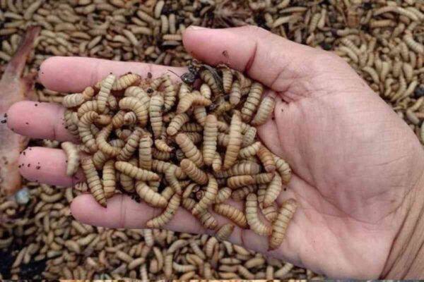 Budi Daya Maggot