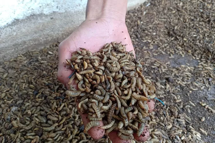 Tantangan dan Kelemahan Usaha Maggot