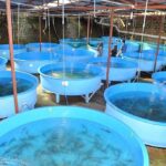 Budi Daya Ternak Ikan Lele