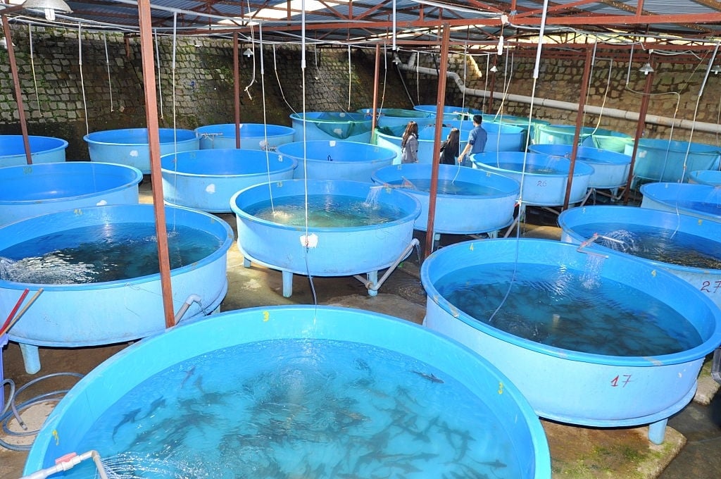 Budi Daya Ternak Ikan Lele