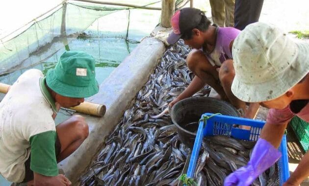 Strategi Penjualan Ikan Lele